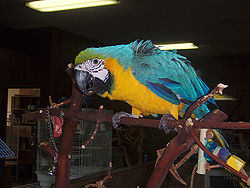 Parrot-7.jpg