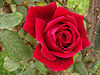 Red-Rose.jpg