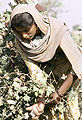 Cotton-Harvesting.jpg