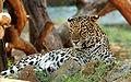 Leapord-Mysore-Zoo.jpg