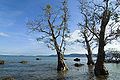 Seas-And-Trees-Andamans.jpg