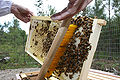 Beekeeping-1.jpg
