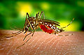 Aedes-Aegypti.jpg
