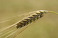 Barley.jpg