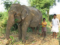 भारतीय हाथी