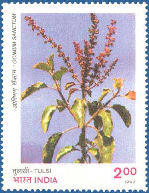 150pxभारतीय डाकटिकट में तुलसी