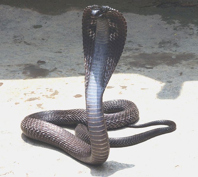 चित्र:Cobra-Snake.jpg