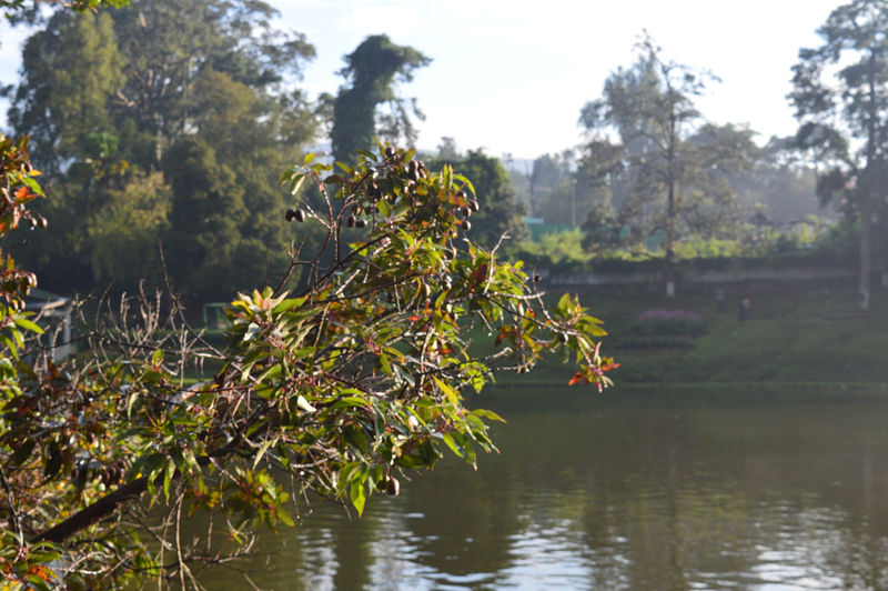 चित्र:Wards Lake-7.jpg