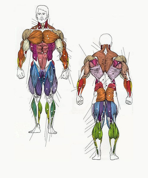 चित्र:Body-muscle.jpg