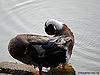 Duck-11.jpg