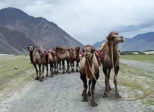 ऊंटों का झुंड, जम्मू और कश्मीर