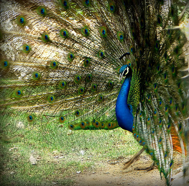 चित्र:Peacock-1.jpg