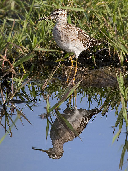 चित्र:Sandpipers-2.jpg