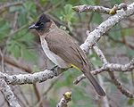 Bulbul.jpg