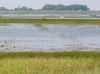 Chilika-Lake-6.jpg