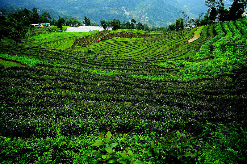 चित्र:Farming-In-Sikkim.jpg