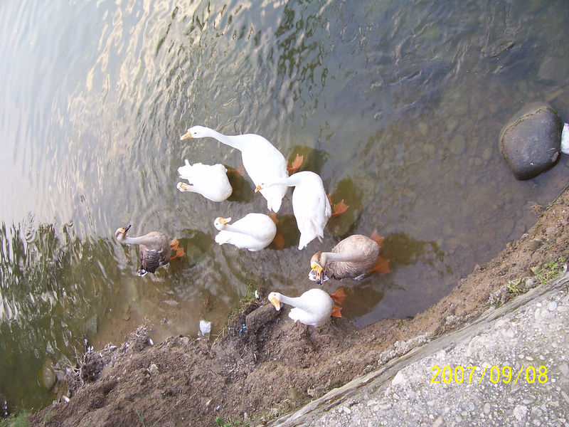 चित्र:Rewalsar-Lake-4.jpg
