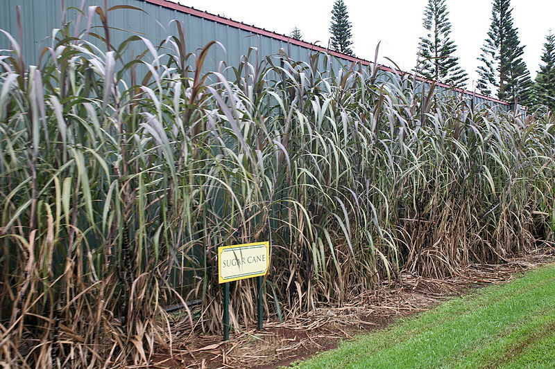 चित्र:Sugarcane-3.jpg