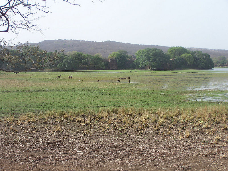 चित्र:Ranthambore-National-Park.jpg