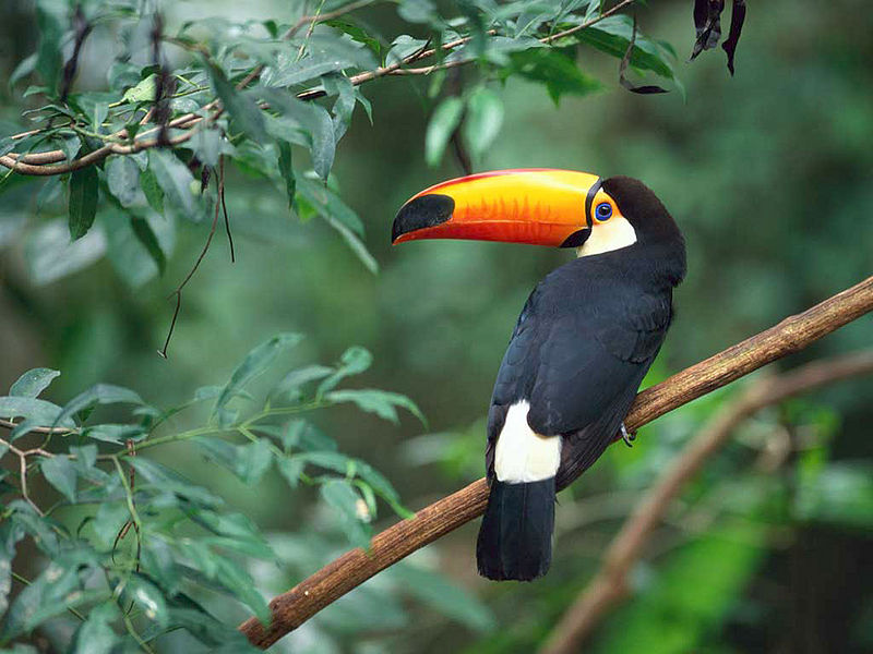 चित्र:Toco Toucan.jpg