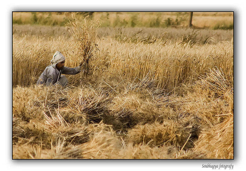 चित्र:Farmer-Cuts-The-Wheat-Crop.jpg