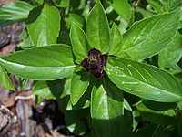 Thai Tulsi