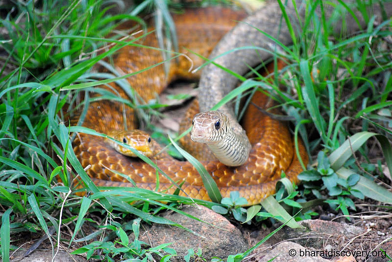चित्र:Snake.jpg