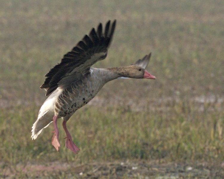 चित्र:Greylag-Goose-Keoladeo-National-Park.jpg