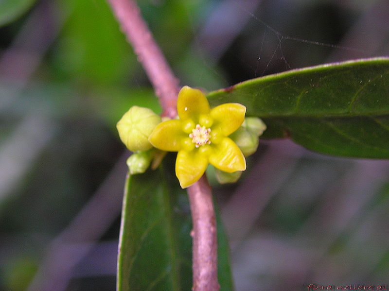 चित्र:Hemidesmus-indicus.jpg