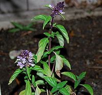 Cinnamon Tulsi