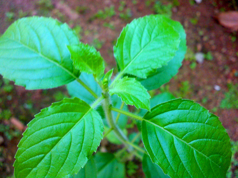 चित्र:Tulsi-2.jpg