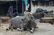 Buffalo-1.jpg
