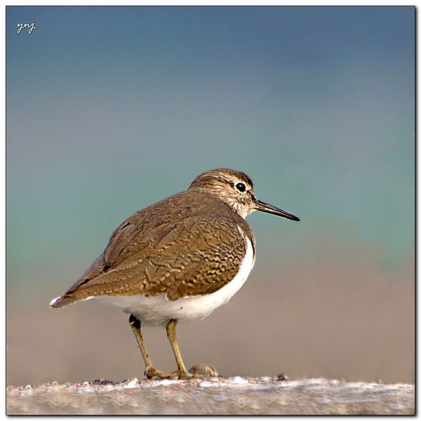 चित्र:Sandpipers-7.jpg