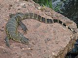 Monitor-Lizard.jpg
