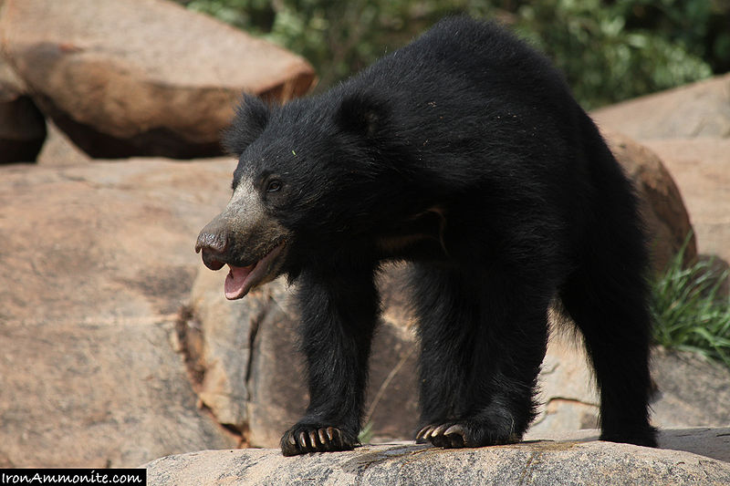 चित्र:Bear.jpg