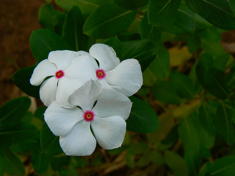 चित्र:Catharanthus-Flower.jpg