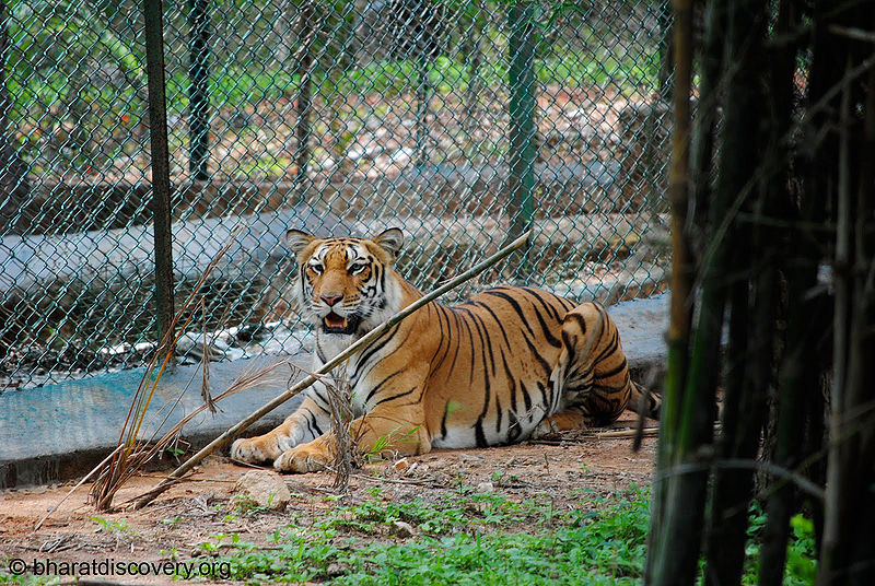 चित्र:Tiger-8.jpg