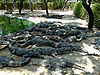 Crocodile-Bank-Chennai.jpg
