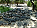 Crocodile-Bank-Chennai.jpg