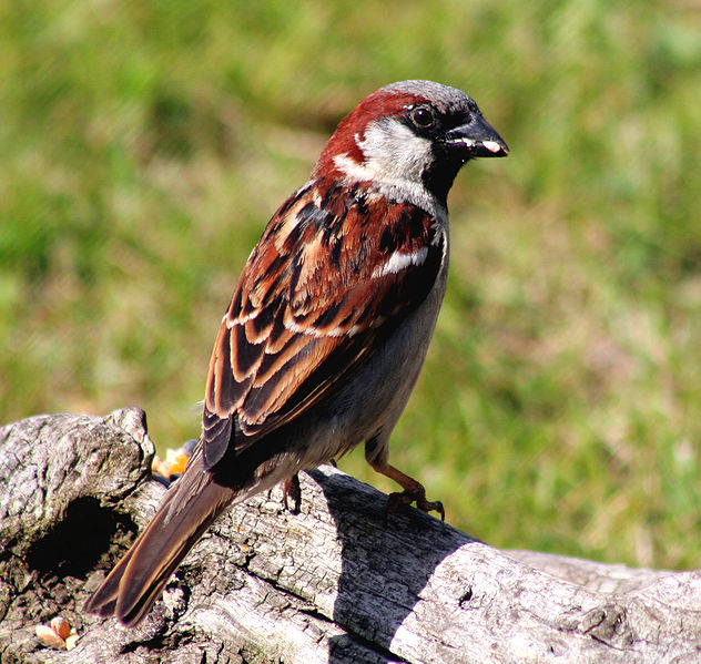 चित्र:Sparrow-1.jpg