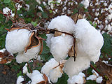 Cotton.jpg