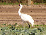 Crane-Bird-2.jpg
