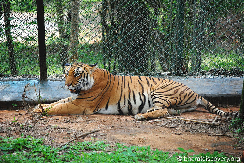 चित्र:Tiger-9.jpg