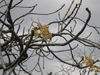 Agasthyakoodam-4.jpg