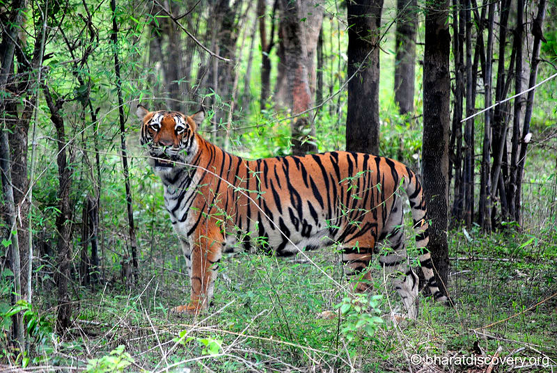 चित्र:Tiger-10.jpg