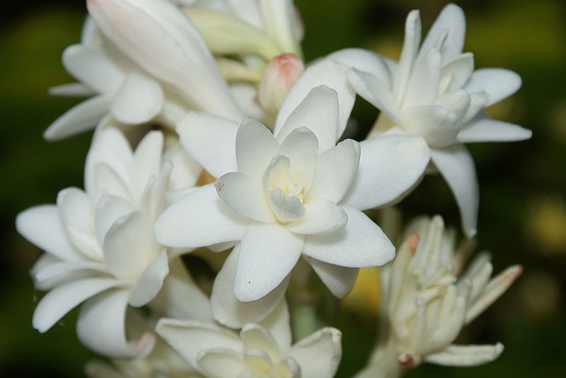 चित्र:Polianthes-Tuberosa-1.jpg