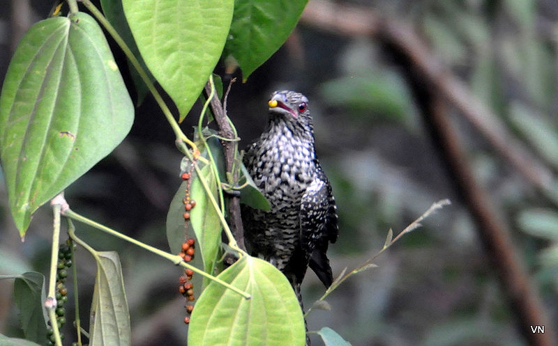 चित्र:Indian-cuckoo.jpg