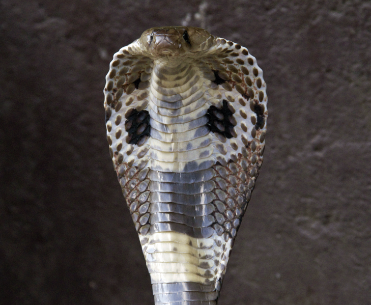 चित्र:Indian-Cobra.png