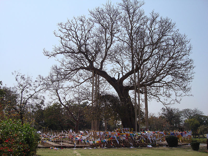 चित्र:Anandabodhi-Tree.jpg