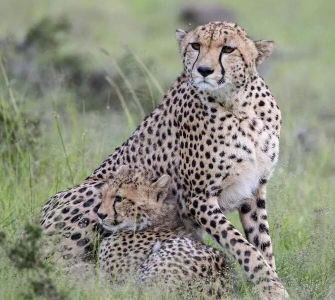 चित्र:Cheetah.jpg